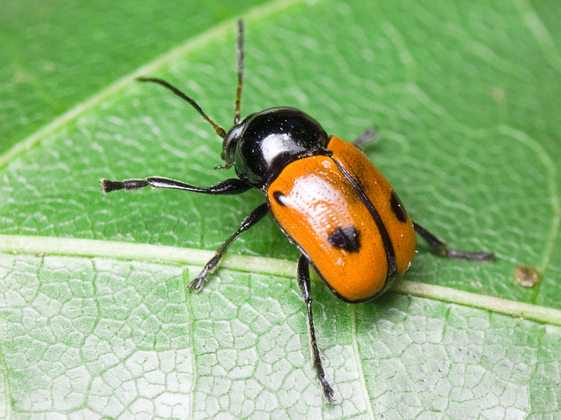 Cryptocephalus (Cryptocephalus) bipunctatus (Linnaeus, 1758)